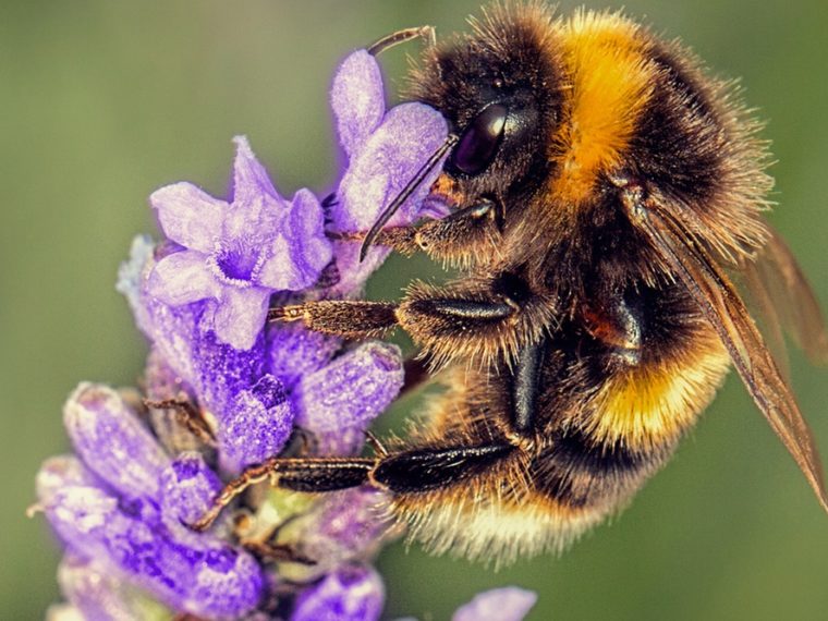 L’abeille à miel